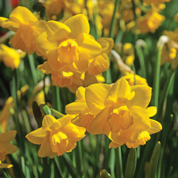 Daffodil, Quail, Pack of 6 Daffodil, Quail, Pack of 6