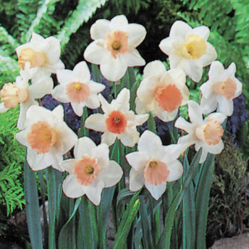 Daffodil, Pretty In Pink Mix, Pack of 24 Daffodil, Pretty In Pink Mix, Pack of 24