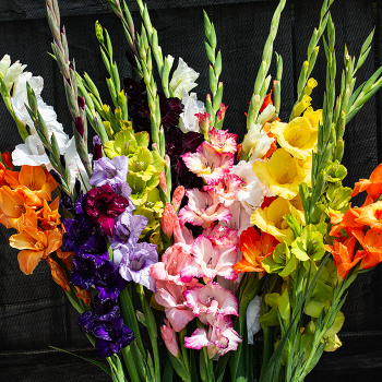 Gladiolus, Rainbow Mix, Pack of 25