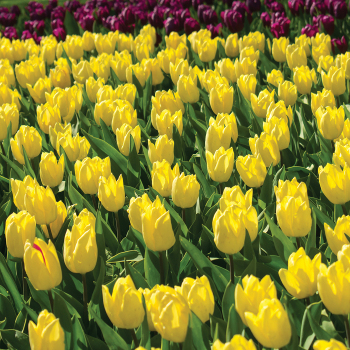 Tulip, Sunny Prince, Pack of 6 Tulip, Sunny Prince, Pack of 6