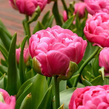 Tulip, Amazing Grace, Pack of 6 Tulip, Amazing Grace, Pack of 6