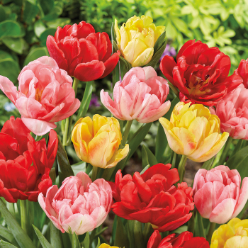 Tulip, Foxtrot Mix, Pack of 12 Tulip, Foxtrot Mix, Pack of 12