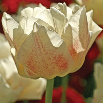 Tulip, Montreux, Pack of 6 Tulip, Montreux, Pack of 6