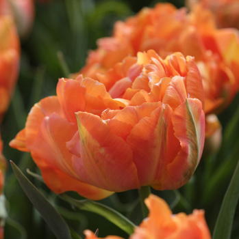 Tulip, Orca, Pack of 6 Tulip, Orca, Pack of 6