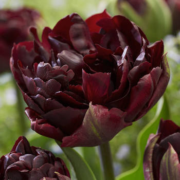Tulip, Palmyra, Pack of 6 Tulip, Palmyra, Pack of 6