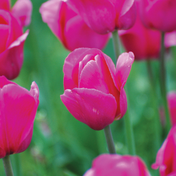 Tulip, Barcelona, Pack of 6 Tulip, Barcelona, Pack of 6