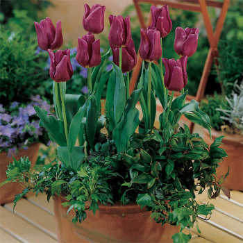 Tulip, Negrita, Pack of 6 Tulip, Negrita, Pack of 6