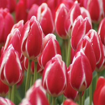 Tulip, Candy Apple Delight, Pack of 6 Tulip, Candy Apple Delight, Pack of 6