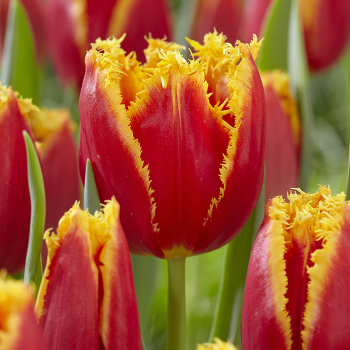 Tulip, Fabio, Pack of 6 Tulip, Fabio, Pack of 6