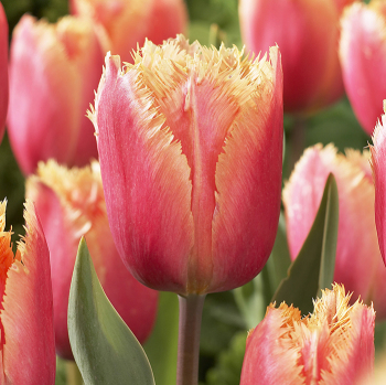 Tulip, Lambada, Pack of 6 Tulip, Lambada, Pack of 6