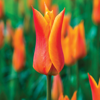 Tulip, Ballerina, Pack of 6 Tulip, Ballerina, Pack of 6