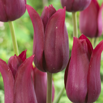Tulip, Merlot, Pack of 6 Tulip, Merlot, Pack of 6