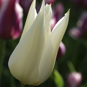 Tulip, White Triumphator, Pack of 6 Tulip, White Triumphator, Pack of 6