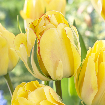 Tulip, Akebono, Pack of 6 Tulip, Akebono, Pack of 6