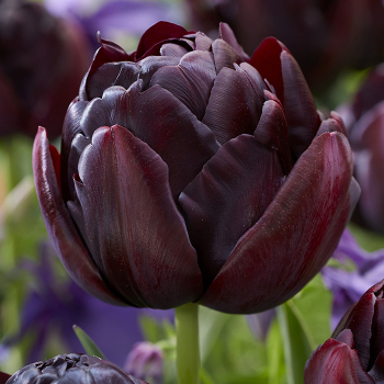 Tulip, Black Hero, Pack of 6 Tulip, Black Hero, Pack of 6