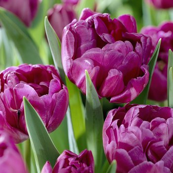 Tulip, Blue Diamond, Pack of 6 Tulip, Blue Diamond, Pack of 6