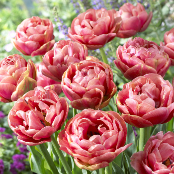 Tulip, Copper Image, Pack of 6 Tulip, Copper Image, Pack of 6