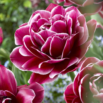 Tulip, Dream Touch, Pack of 6 Tulip, Dream Touch, Pack of 6