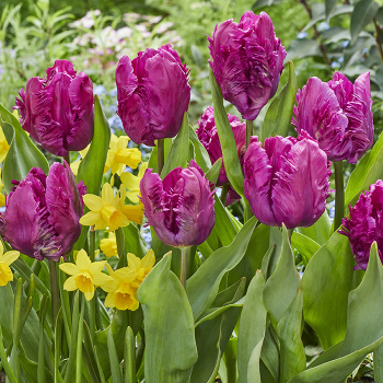 Tulip, Parrot Prince, Pack of 6 Tulip, Parrot Prince, Pack of 6