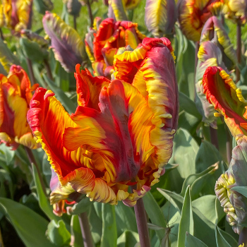 Tulip, Rasta Parrot, Pack of 6 Tulip, Rasta Parrot, Pack of 6