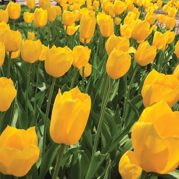 Tulip, Big Smile, Pack of 6 Tulip, Big Smile, Pack of 6