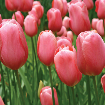 Tulip, Menton, Pack of 6 Tulip, Menton, Pack of 6