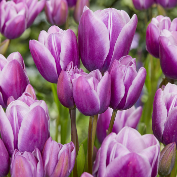 Tulip, Purple Elegance, Pack of 6 Tulip, Purple Elegance, Pack of 6