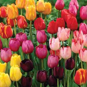 Tulip, Rainbow Parade Mix, 12 Pack