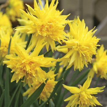 Daffodil, Rip Van Winkle, Pack of 6 Daffodil, Rip Van Winkle, Pack of 6