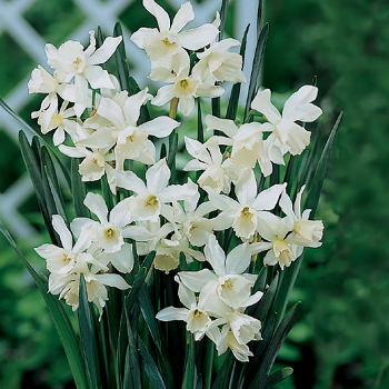Daffodil, Thalia, Pack of 6 Daffodil, Thalia, Pack of 6