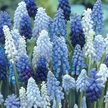 Grape Hyacinth, Delft Blue Mix, Pack of 24 Grape Hyacinth, Delft Blue Mix, Pack of 24