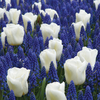 Tulip, Calgary, Pack of 6 Tulip, Calgary, Pack of 6