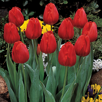 Tulip, Apeldoorn, Pack of 6 Tulip, Apeldoorn, Pack of 6