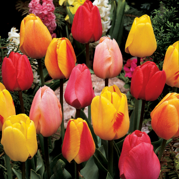 Tulip, Darwin Hybrid Mix, Pack of 12 Tulip, Darwin Hybrid Mix, Pack of 12