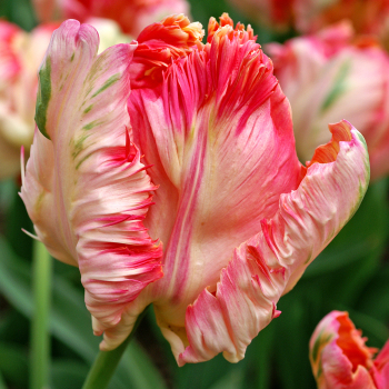 Tulip, Apricot Parrot, Pack of 6 Tulip, Apricot Parrot, Pack of 6