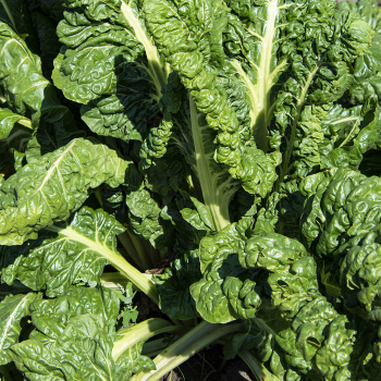 Swiss Chard, Fordhook Giant  Swiss Chard, Fordhook Giant