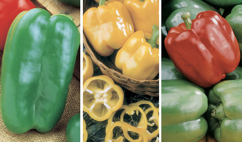 Giant Bell Pepper Collection