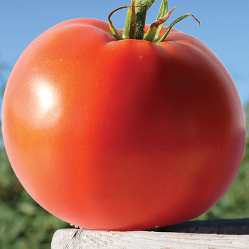 Big Beef Plus Hybrid Tomato