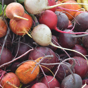 Multicolored Mix Beet
