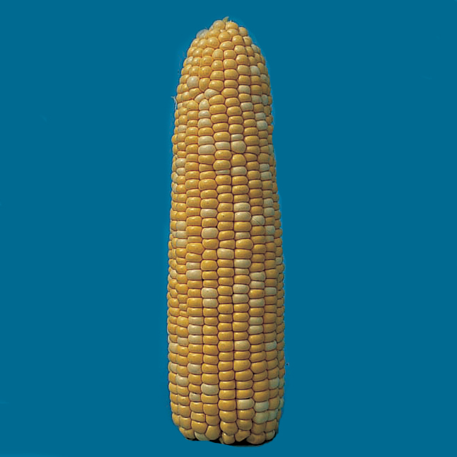 Butter & Sugar Hybrid Sweet Corn