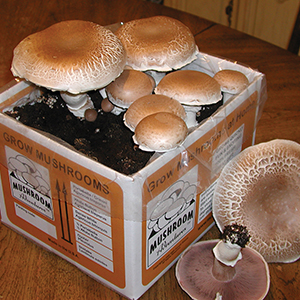 Mushroom Kits