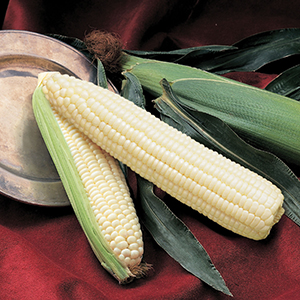 Sweet Corn - Normal (su)