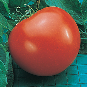 Goliath Tomato Seeds