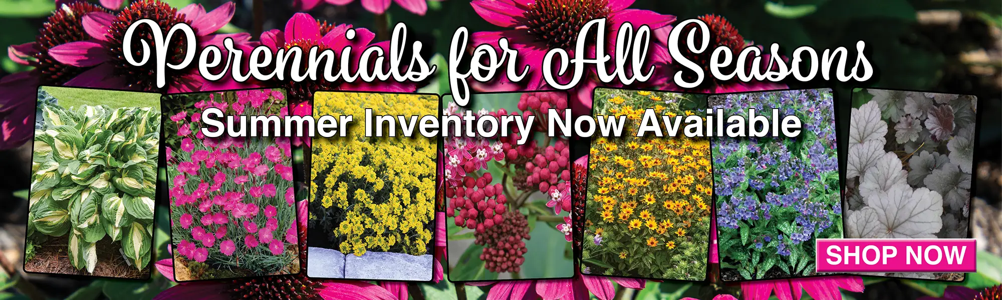 Summer Perennials