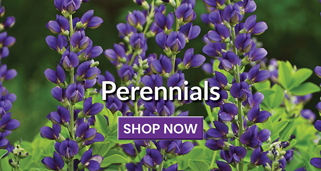Perennials