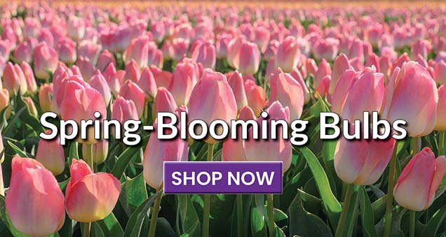 Spring-Blooming Bulbs