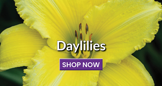 Daylilies