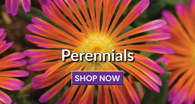 Perennials