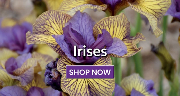 Irises