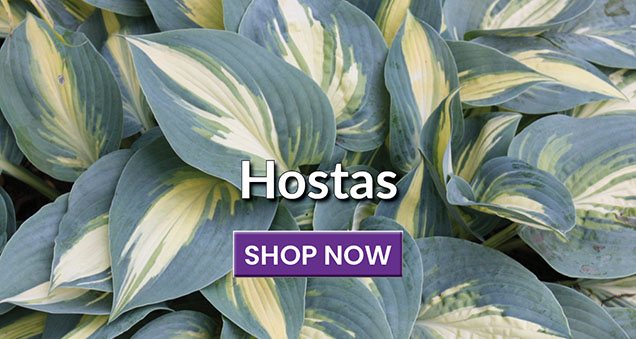 Hostas